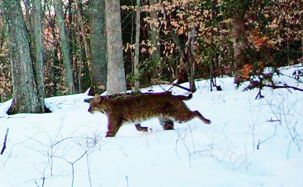 Bobcat